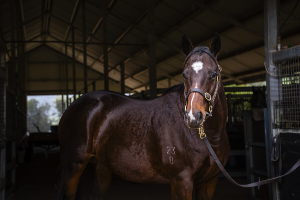 Lot 234: Wandjina / Taghrooda