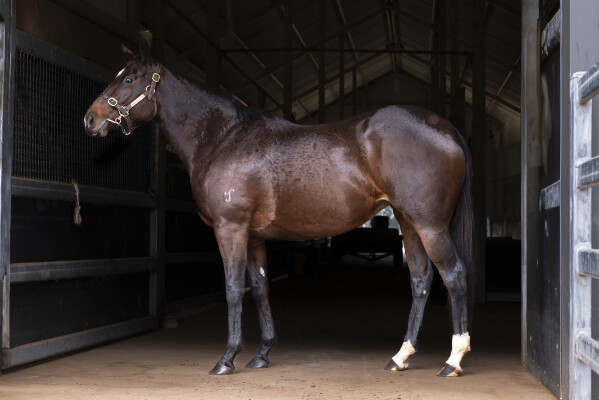 Lot 234: Wandjina / Taghrooda