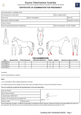 Pregnancy Certificate for Lot 73