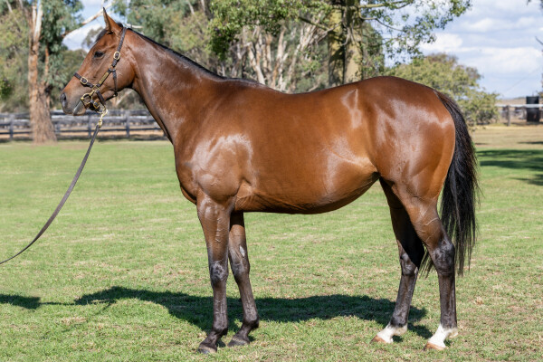 Lot 50: Zoustar / Crimson Rosette (IRE)