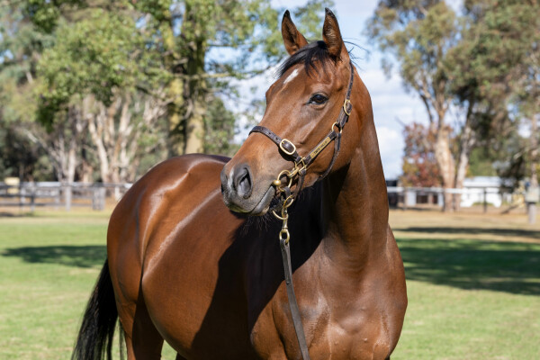 Lot 50: Zoustar / Crimson Rosette (IRE)