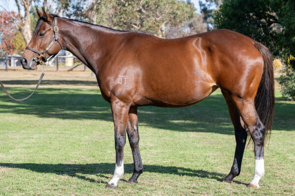 Lot 72: Churchill (IRE) / Tortoni