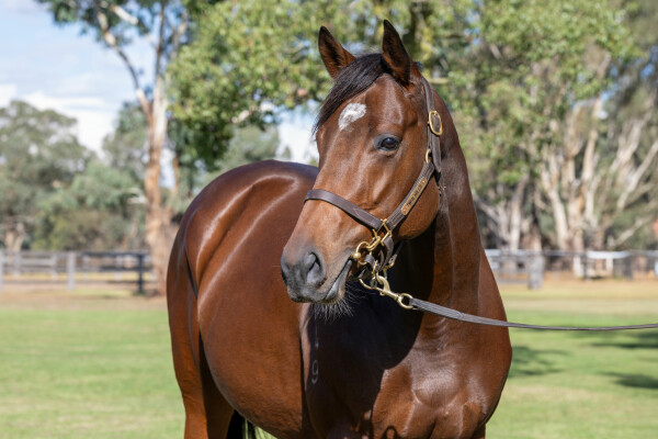 Lot 72: Churchill (IRE) / Tortoni