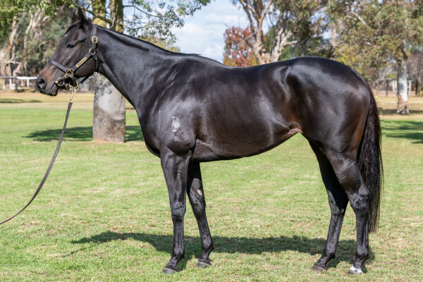 Lot 74: Denman / Sansadee
