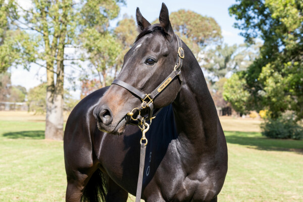 Lot 74: Denman / Sansadee