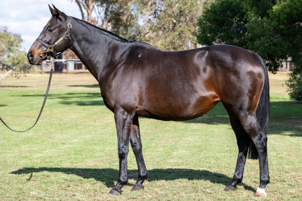 Lot 218: Shocking / Miss Tessla (NZ)