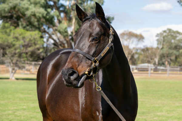 Lot 218: Shocking / Miss Tessla (NZ)