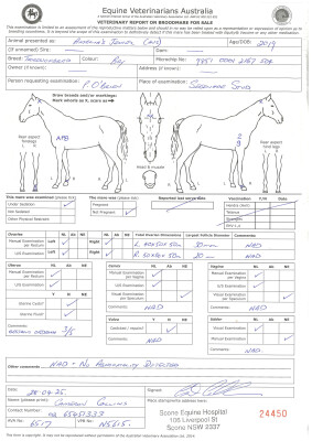 Breeding Report for Lot 95