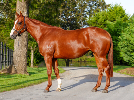 Lot 29: Justify (USA) / Movie Role