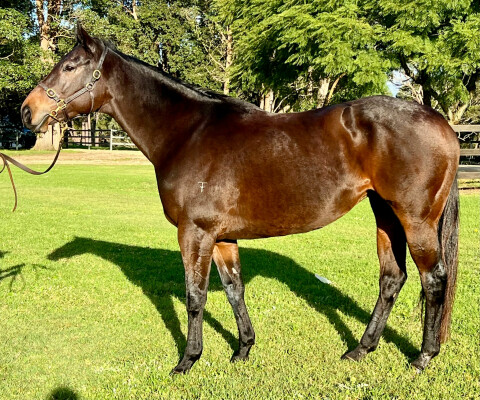 Lot 255: Savabeel / Enide (GB)