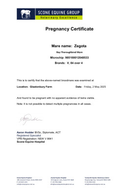 Pregnancy Certificate for Lot 240
