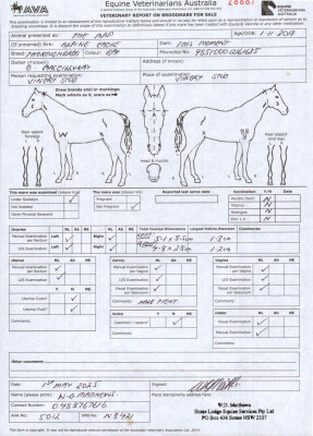 Breeding Report for Lot 15