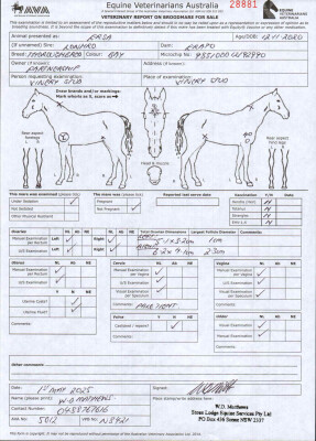 Breeding Report for Lot 56