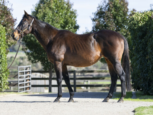 Lot 250: Blackfriars / Nishikawa