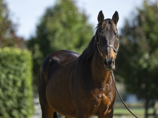 Lot 250: Blackfriars / Nishikawa