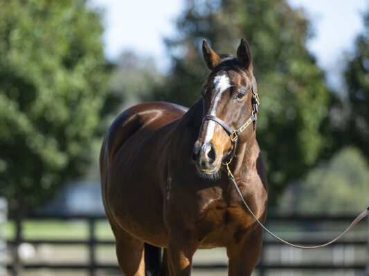 Lot 237: Redoute's Choice / Risk Aversion