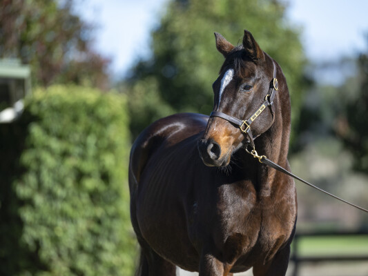 Lot 247: Blame (USA) / Forestier (USA)