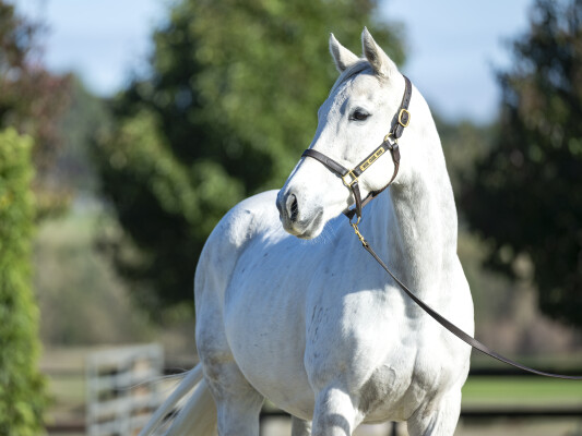 Lot 26: Reliable Man (GB) / Veva Girl