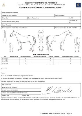 Pregnancy Certificate for Lot 250