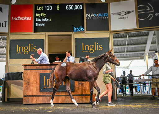 New record price set on Day 1 of Australian Weanling Sale