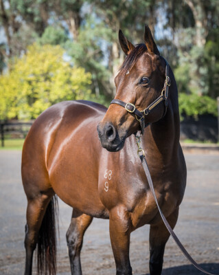 Lot 71: I Am Invincible / O'Marilyn