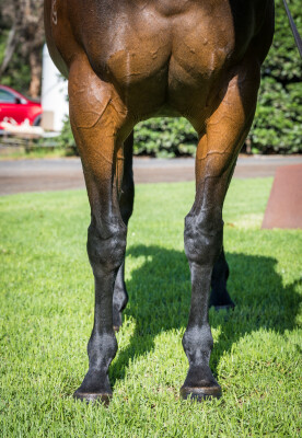 Lot 71: I Am Invincible / O'Marilyn