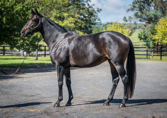 Lot 80: Trapeze Artist / Miss Jakeo