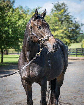 Lot 80: Trapeze Artist / Miss Jakeo