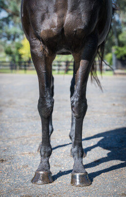 Lot 80: Trapeze Artist / Miss Jakeo