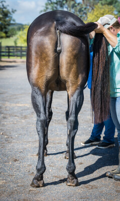 Lot 80: Trapeze Artist / Miss Jakeo