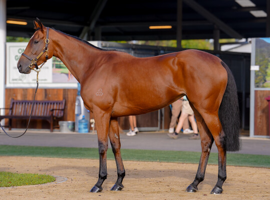 Lot 21: Snitzel / Baltika (NZ)
