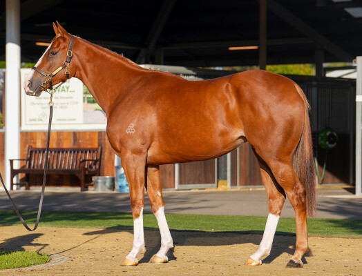 Lot 94: Snitzel / Wecansay Mak