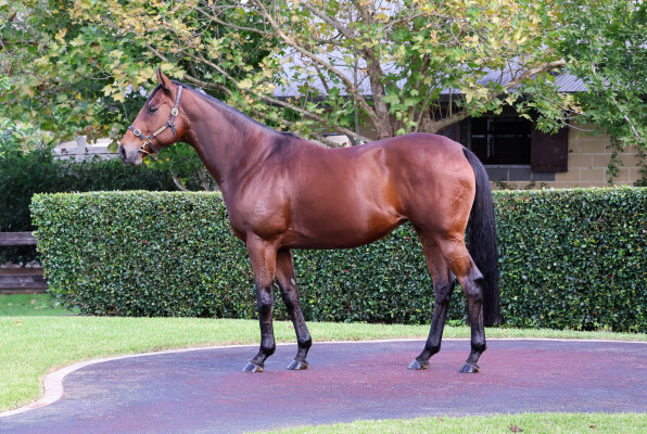 Lot 208: Snitzel / Just Dancing