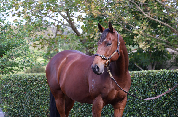 Lot 208: Snitzel / Just Dancing
