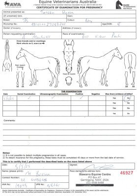 Pregnancy Certificate for Lot 231