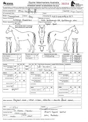 Pregnancy Certificate for Lot 82