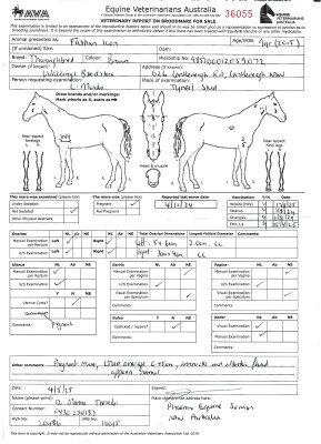 Pregnancy Certificate for Lot 267