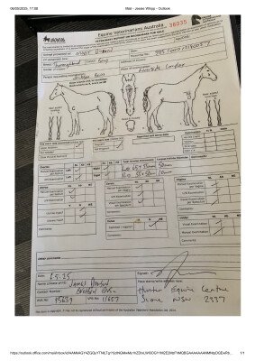 Breeding Report for Lot 84