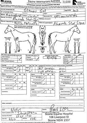 Breeding Report for Lot 276