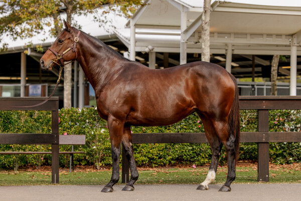 Lot 240: All Too Hard / Element of Danger