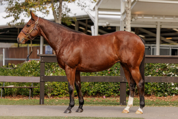 Lot 249: Smart Missile / Sequin