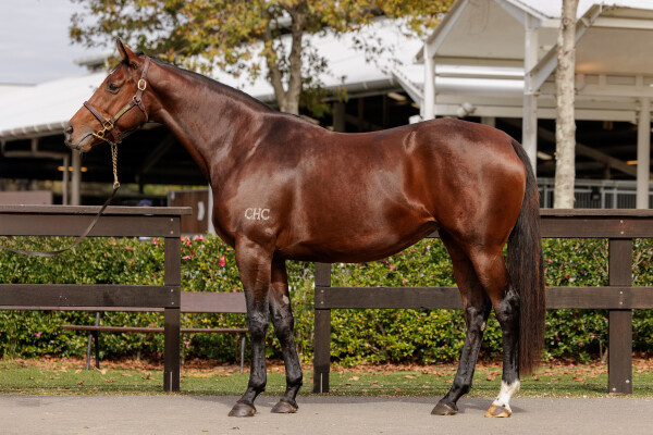 Lot 262: Sebring / Why be Discreet