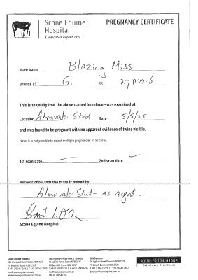 Pregnancy Certificate for Lot 37