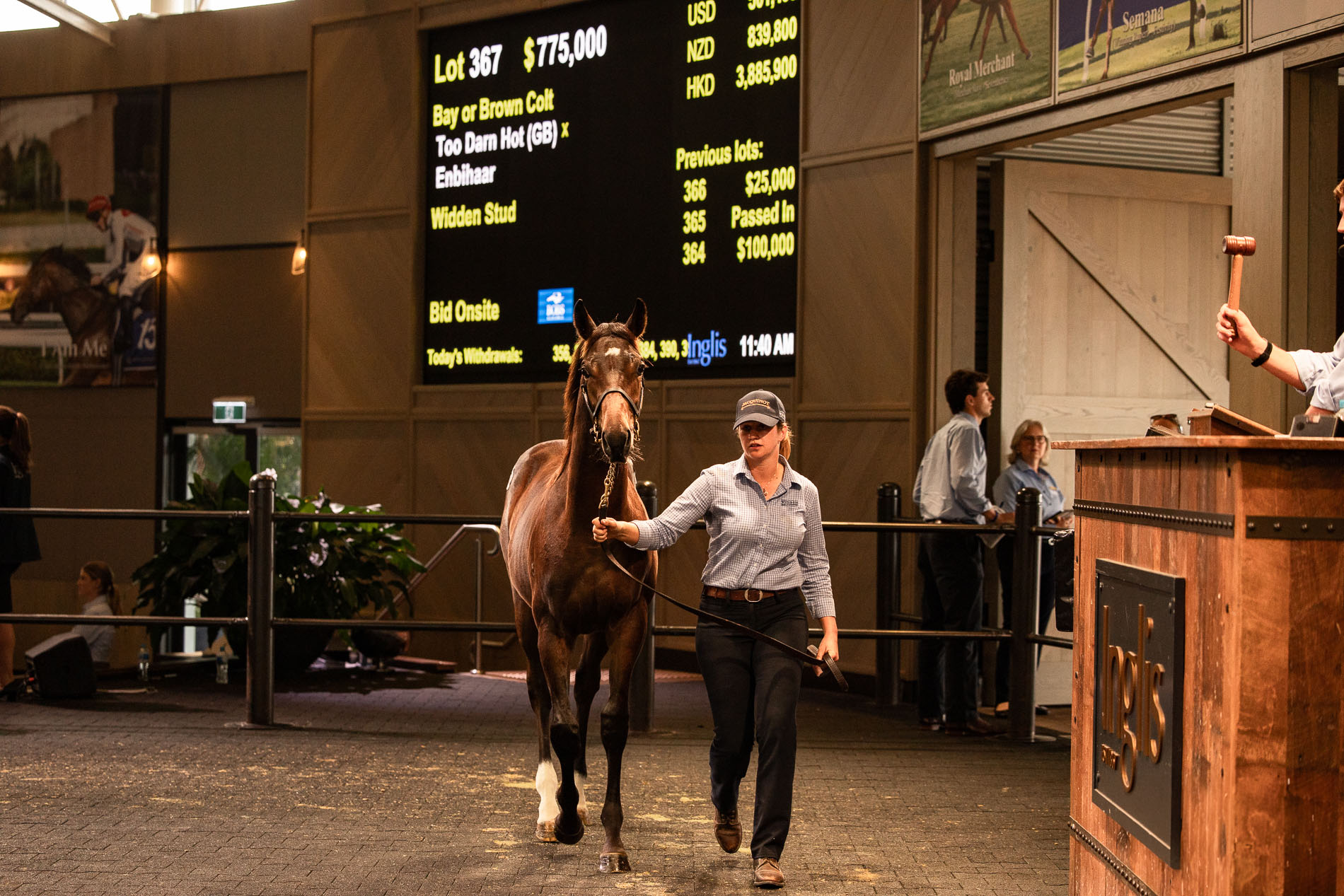 Records tumble at huge Australian Weanling Sale