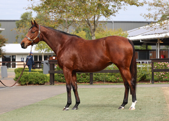 Lot 304: Fed Biz (USA) / Dance Alexa (USA)
