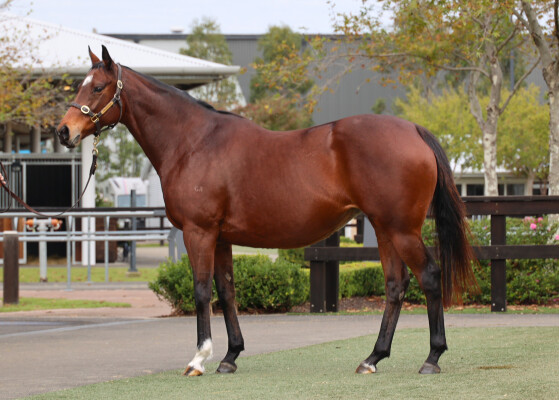 Lot 305: Redoute's Choice / Naturotopia (FR)