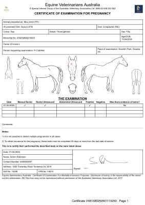 Pregnancy Certificate for Lot 81