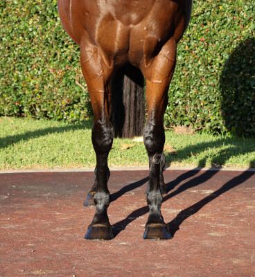 Lot 208: Snitzel / Just Dancing