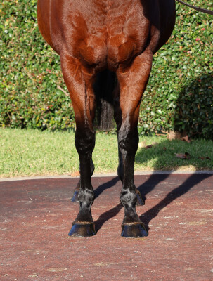 Lot 231: Street Boss (USA) / Sassy Ali Joy (USA)