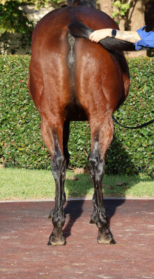Lot 231: Street Boss (USA) / Sassy Ali Joy (USA)